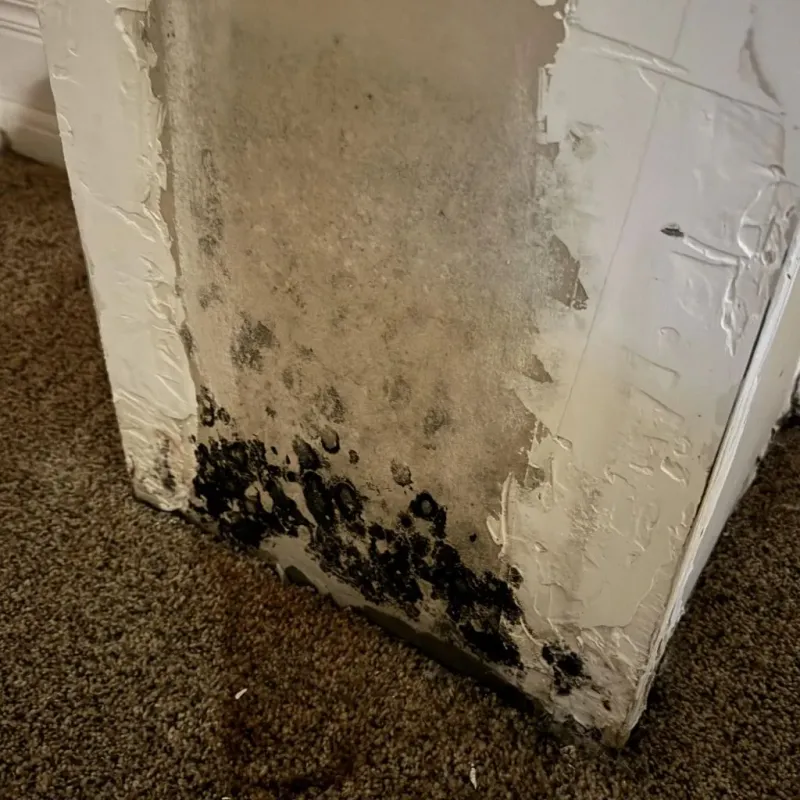 Professional Mold Removal in Woodside East, DE